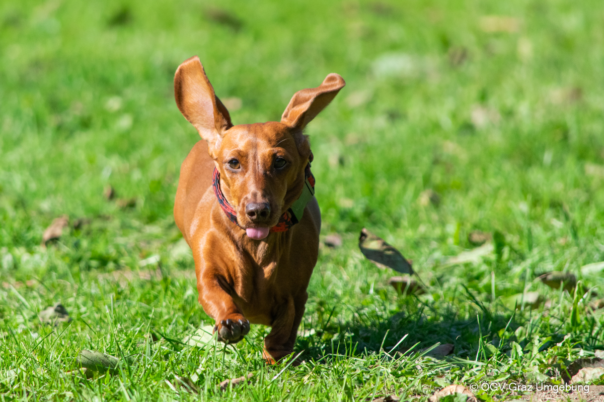 Hund beim Training auf einer grünen Wiese